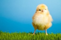 Spring Chicken - OJ